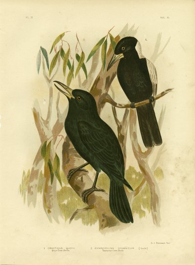 Cuervo de Quoy o Pájaro Carnicero Negro, 1891 de Gracius Broinowski